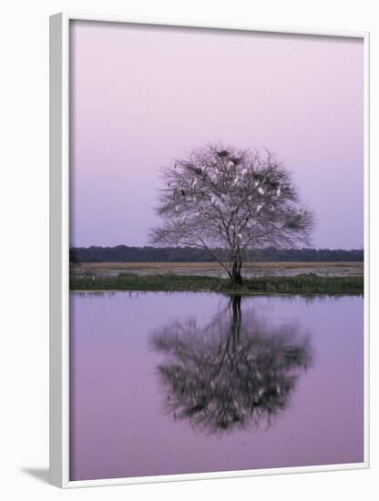 Keoladeo Ghana Np, Bharatpur, Rajasthan, India, with Egrets Roosting in Tree-Jean-pierre Zwaenepoel-Framed Photographic Print