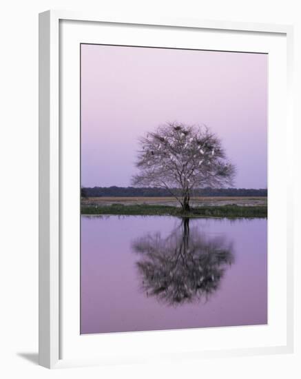 Keoladeo Ghana Np, Bharatpur, Rajasthan, India, with Egrets Roosting in Tree-Jean-pierre Zwaenepoel-Framed Photographic Print