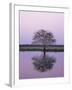 Keoladeo Ghana Np, Bharatpur, Rajasthan, India, with Egrets Roosting in Tree-Jean-pierre Zwaenepoel-Framed Photographic Print