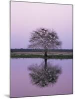 Keoladeo Ghana Np, Bharatpur, Rajasthan, India, with Egrets Roosting in Tree-Jean-pierre Zwaenepoel-Mounted Photographic Print