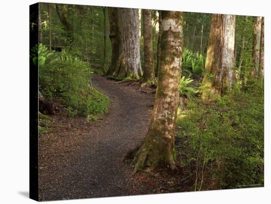 Kepler Track, Fjordland National Park, South Island, New Zealand-David Wall-Stretched Canvas