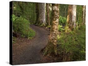 Kepler Track, Fjordland National Park, South Island, New Zealand-David Wall-Stretched Canvas