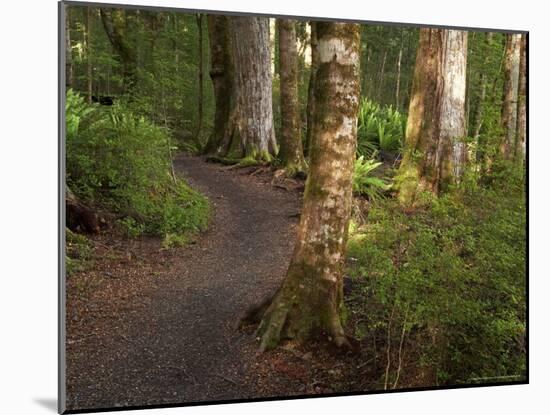 Kepler Track, Fjordland National Park, South Island, New Zealand-David Wall-Mounted Photographic Print