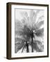 Kerala Focus-Bill Philip-Framed Giclee Print