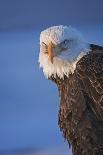Close-up of Bald Eagle feather, Homer, Alaska, USA-Keren Su-Photographic Print