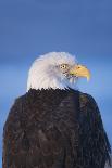 Close-up of Bald Eagle feather, Homer, Alaska, USA-Keren Su-Photographic Print
