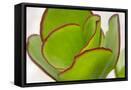 Framed Canvas