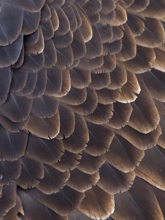 Close-up of Bald Eagle feather, Homer, Alaska, USA