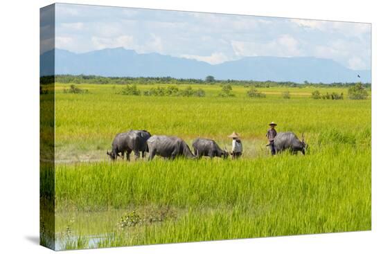 Stretched Canvas Print, , large