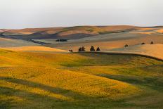 Landscape of rolling wheat field at sunrise, Palouse, Washington State, USA-Keren Su-Laminated Photographic Print