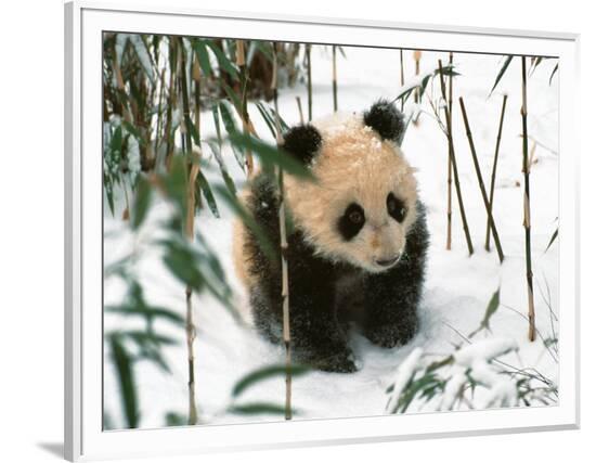 Framed Photographic Print, , large