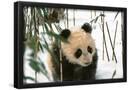 Essential Black