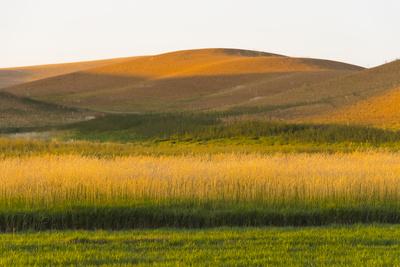 Sunset view of wheat field, Palouse, Washington State, USA