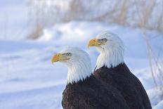 Two Bald Eagles (Haliaeetus leucocephalus), Alaska, US-Keren Su-Stretched Canvas