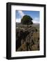 Kermes Oak (Quercus Coccifera) Kritsa, Crete, Greece, April 2009-Lilja-Framed Photographic Print