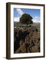 Kermes Oak (Quercus Coccifera) Kritsa, Crete, Greece, April 2009-Lilja-Framed Photographic Print