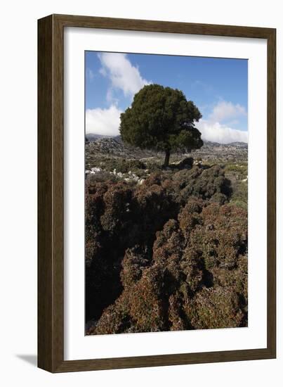Kermes Oak (Quercus Coccifera) Kritsa, Crete, Greece, April 2009-Lilja-Framed Photographic Print