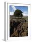 Kermes Oak (Quercus Coccifera) Kritsa, Crete, Greece, April 2009-Lilja-Framed Photographic Print