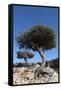 Kermes Oak (Quercus Coccifera) Trees, Kritsa, Crete, Greece, April 2009-Lilja-Framed Stretched Canvas