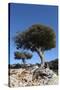 Kermes Oak (Quercus Coccifera) Trees, Kritsa, Crete, Greece, April 2009-Lilja-Stretched Canvas
