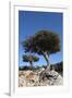 Kermes Oak (Quercus Coccifera) Trees, Kritsa, Crete, Greece, April 2009-Lilja-Framed Photographic Print