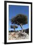 Kermes Oak (Quercus Coccifera) Trees, Kritsa, Crete, Greece, April 2009-Lilja-Framed Photographic Print