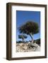 Kermes Oak (Quercus Coccifera) Trees, Kritsa, Crete, Greece, April 2009-Lilja-Framed Photographic Print