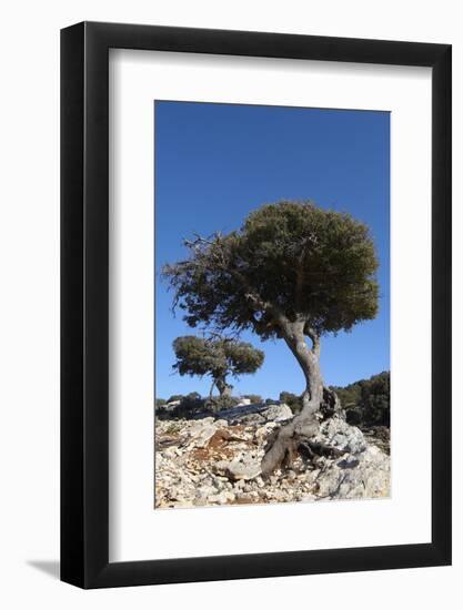 Kermes Oak (Quercus Coccifera) Trees, Kritsa, Crete, Greece, April 2009-Lilja-Framed Photographic Print