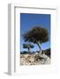 Kermes Oak (Quercus Coccifera) Trees, Kritsa, Crete, Greece, April 2009-Lilja-Framed Photographic Print