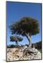 Kermes Oak (Quercus Coccifera) Trees, Kritsa, Crete, Greece, April 2009-Lilja-Mounted Photographic Print