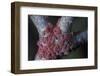 Kermes Vermilio (Kermes Berry) - Larvae-Paul Starosta-Framed Photographic Print