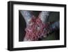 Kermes Vermilio (Kermes Berry) - Larvae-Paul Starosta-Framed Photographic Print