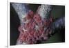 Kermes Vermilio (Kermes Berry) - Larvae-Paul Starosta-Framed Photographic Print