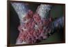 Kermes Vermilio (Kermes Berry) - Larvae-Paul Starosta-Framed Photographic Print