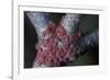 Kermes Vermilio (Kermes Berry) - Larvae-Paul Starosta-Framed Photographic Print