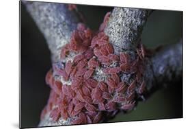 Kermes Vermilio (Kermes Berry) - Larvae-Paul Starosta-Mounted Photographic Print