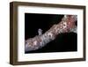 Kermes Vermilio (Kermes Berry) - Larvae-Paul Starosta-Framed Photographic Print