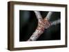 Kermes Vermilio (Kermes Berry) - Larvae-Paul Starosta-Framed Photographic Print