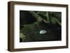 Kermes Vermilio (Kermes Berry) - Male Cocoon-Paul Starosta-Framed Photographic Print