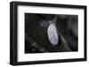 Kermes Vermilio (Kermes Berry) - Male Cocoon-Paul Starosta-Framed Photographic Print