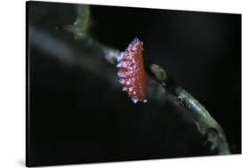 Kermes Vermilio (Kermes Berry) - Male Larva-Paul Starosta-Stretched Canvas