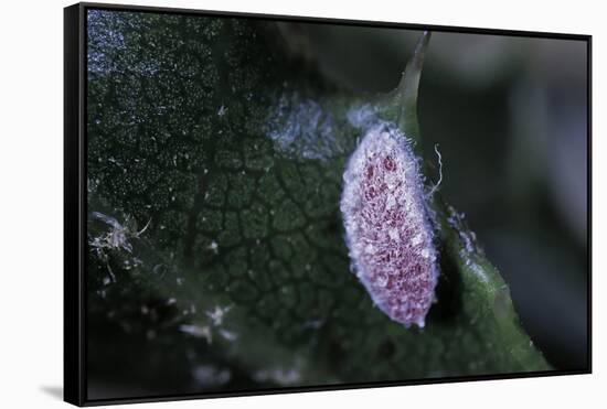 Kermes Vermilio (Kermes Berry) - Male Larva-Paul Starosta-Framed Stretched Canvas