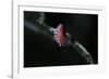 Kermes Vermilio (Kermes Berry) - Male Larva-Paul Starosta-Framed Photographic Print