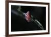 Kermes Vermilio (Kermes Berry) - Male Larva-Paul Starosta-Framed Photographic Print