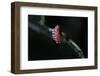 Kermes Vermilio (Kermes Berry) - Male Larva-Paul Starosta-Framed Photographic Print