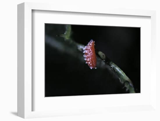 Kermes Vermilio (Kermes Berry) - Male Larva-Paul Starosta-Framed Photographic Print