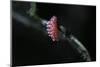 Kermes Vermilio (Kermes Berry) - Male Larva-Paul Starosta-Mounted Photographic Print