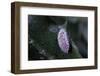 Kermes Vermilio (Kermes Berry) - Male Larva-Paul Starosta-Framed Photographic Print