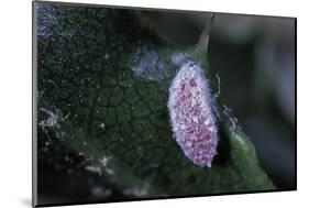 Kermes Vermilio (Kermes Berry) - Male Larva-Paul Starosta-Mounted Photographic Print