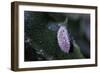 Kermes Vermilio (Kermes Berry) - Male Larva-Paul Starosta-Framed Photographic Print